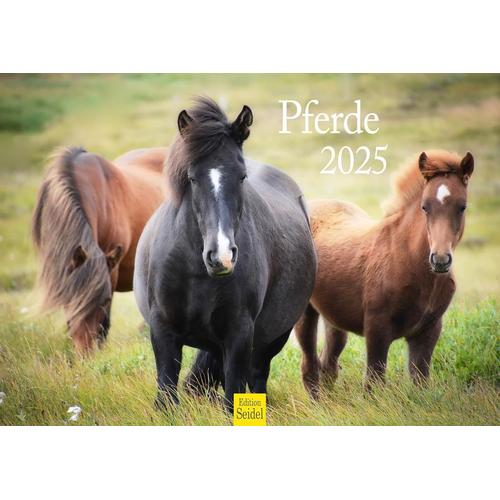 Calendrier Mural 2025 De Qualité Supérieure - Format A3 - Motif Chevaux - Animaux - Poulain - Jument - Étalon - Poney[Q812]