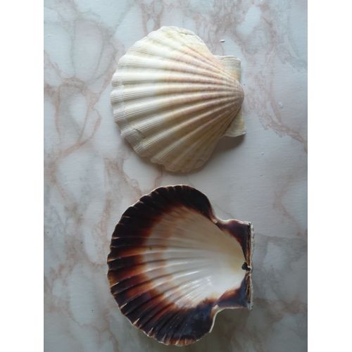 Lot De 10 Coquilles Saint-Jacques Naturelles