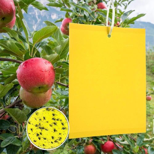 Pièges à Insectes, 50 Papier Collant Double Face, Jaune Sticky Papiers pour Blanc Feuille de Mouches pour Anti-Insecte Anti Blanc Feuille de Mouches, Mites Jardin Plante Fleur Fruits.[G476]