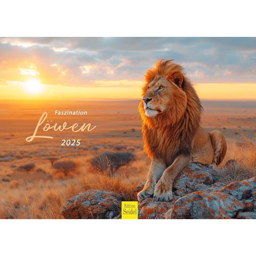 Calendrier Premium Les Lions 2025 Format Din A3 Calendrier Mural Animal En Allemand Afrique Animaux Sauvages Prédateur Chat Lion Grand Chat[L474]