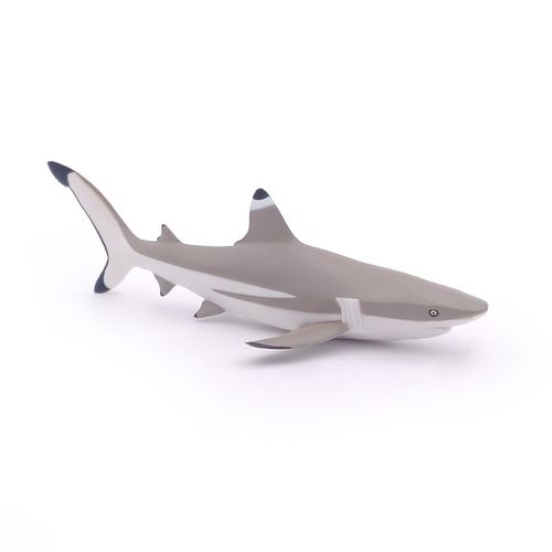 L'univers Marin Requin À Pointes Noires