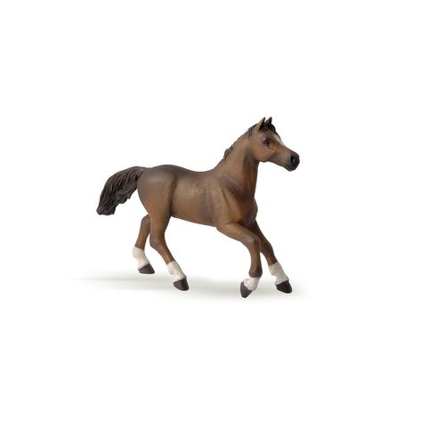 Chevaux, Poulains Et Poneys Jument Anglo-Arabe