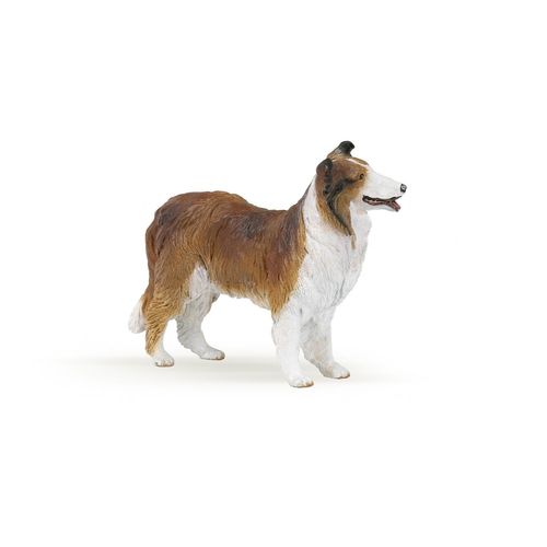 Chiens Et Chats Colley