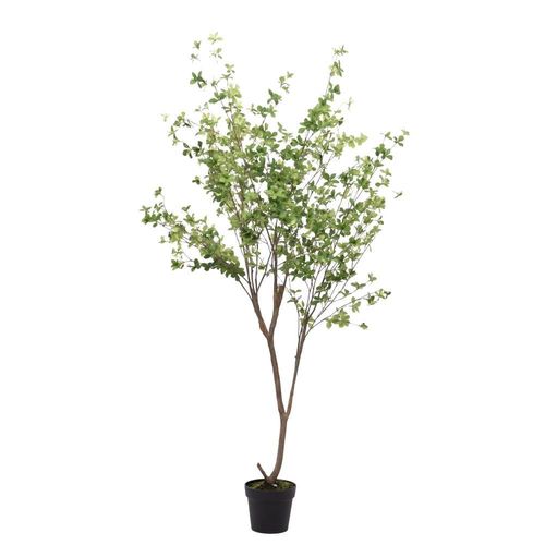 Cissus Striata 185 cm