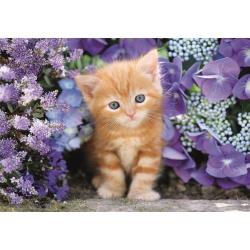 Puzzle Adulte Compact 500 Pièces - Ginger Cat
