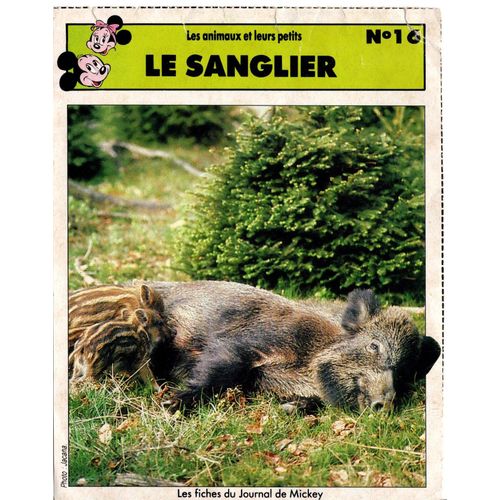 Fiche Journal De Mickey Le Sanglier