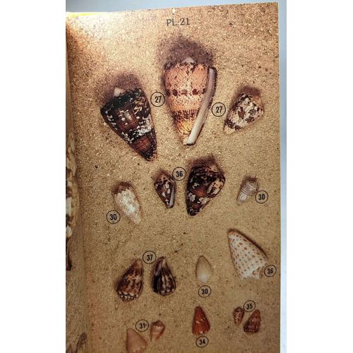 Faune Et Flore Des Tropiques. Coquillages Des Petites Antilles / Seashells Of The West Indies