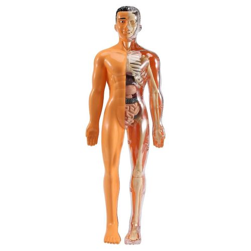 Modèle D¿Anatomie Du Corps Humain 3d Enfants En Plastique Diy Squelette Jouet Science Aides D¿Apprentissage Précoce Éducation