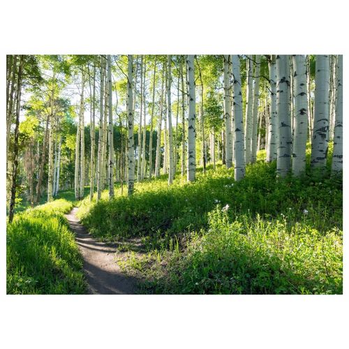 Papier Peint Panoramique Intissé Vert Foret 350x250 cm - Colle Inclus - Chambre et Salon - Moderne Papier Peint