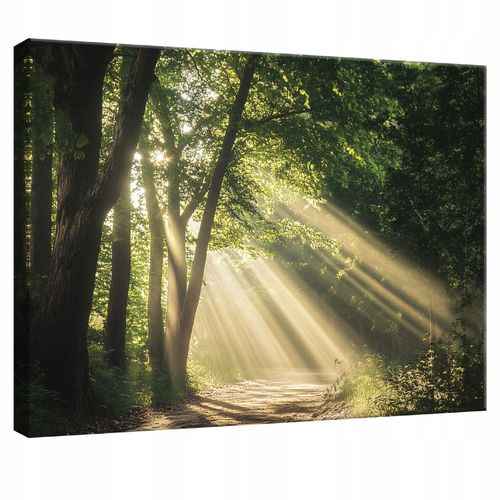 Impression sur toile foret nature moderne 120x80 cm xxl tableau décoration deco murale intissée pour salon chambre cuisine
