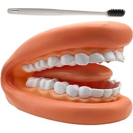 1 Ensemble De Marionnettes Modèle De Bouche, Dents, Langue, Marionnette À Main Avec Brosse À Dents, Modèle Dentaire, Ressource D'apprentissage Éducatif Pour Les Enfants