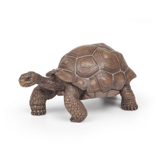 La Vie Sauvage Tortue Des Galápagos
