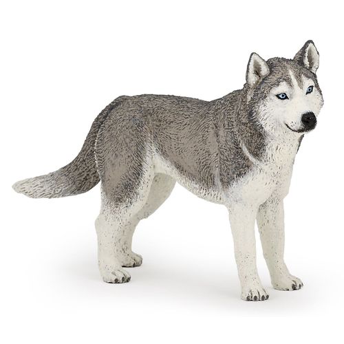 Chiens Et Chats Husky De Sibérie