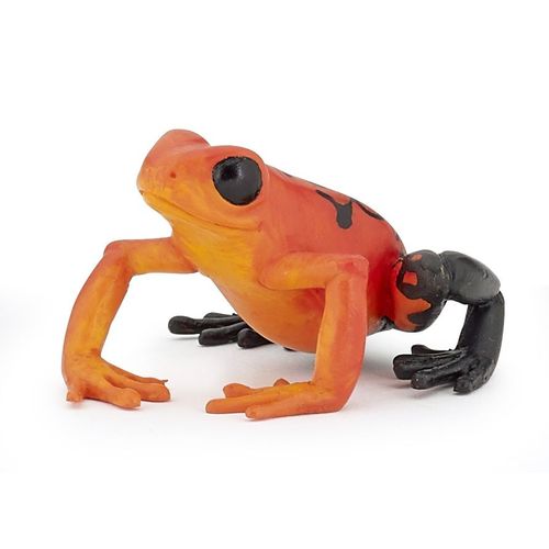 La Vie Sauvage Grenouille Équatoriale Rouge