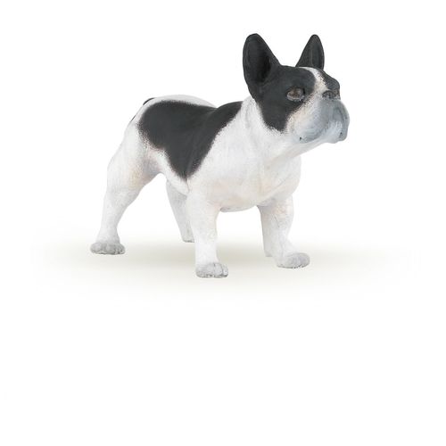 Chiens Et Chats Bouledogue Français Noir Et Blanc