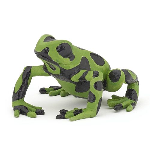 La Vie Sauvage Grenouille Équatoriale Verte