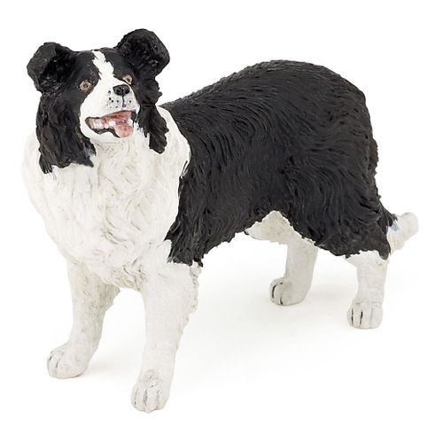 Chiens Et Chats Border Collie