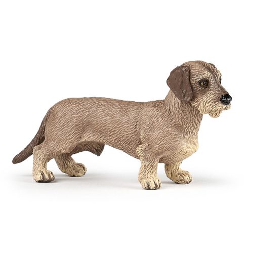Chiens Et Chats Teckel