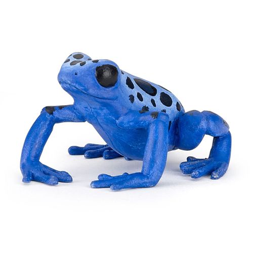 La Vie Sauvage Grenouille Équatoriale Bleue