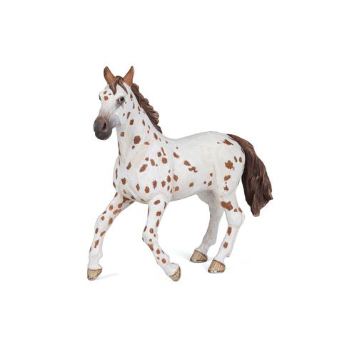 Chevaux, Poulains Et Poneys Jument Appaloosa Brune