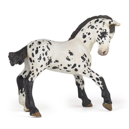 Chevaux, Poulains Et Poneys Poulain Appaloosa Noir