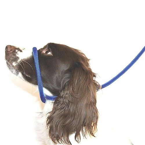 Figure 8 Laisse Anti-Traction/Harnais/Collier De Tête Super Soft Braided Nylon Bleu