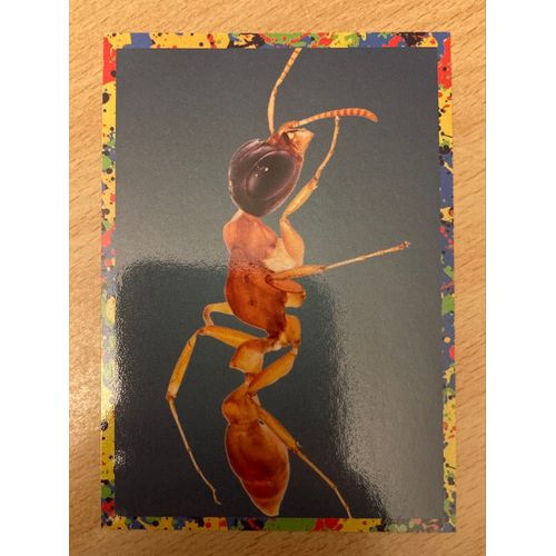 (4069) Image Panini 27 Le Monde Des Animaux Mille Et Une Couleurs 