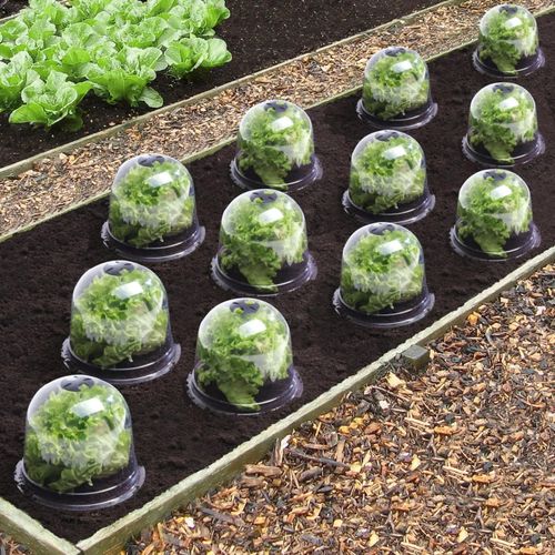 Cloche À Salades X12 Serre De Protection Pour Plants