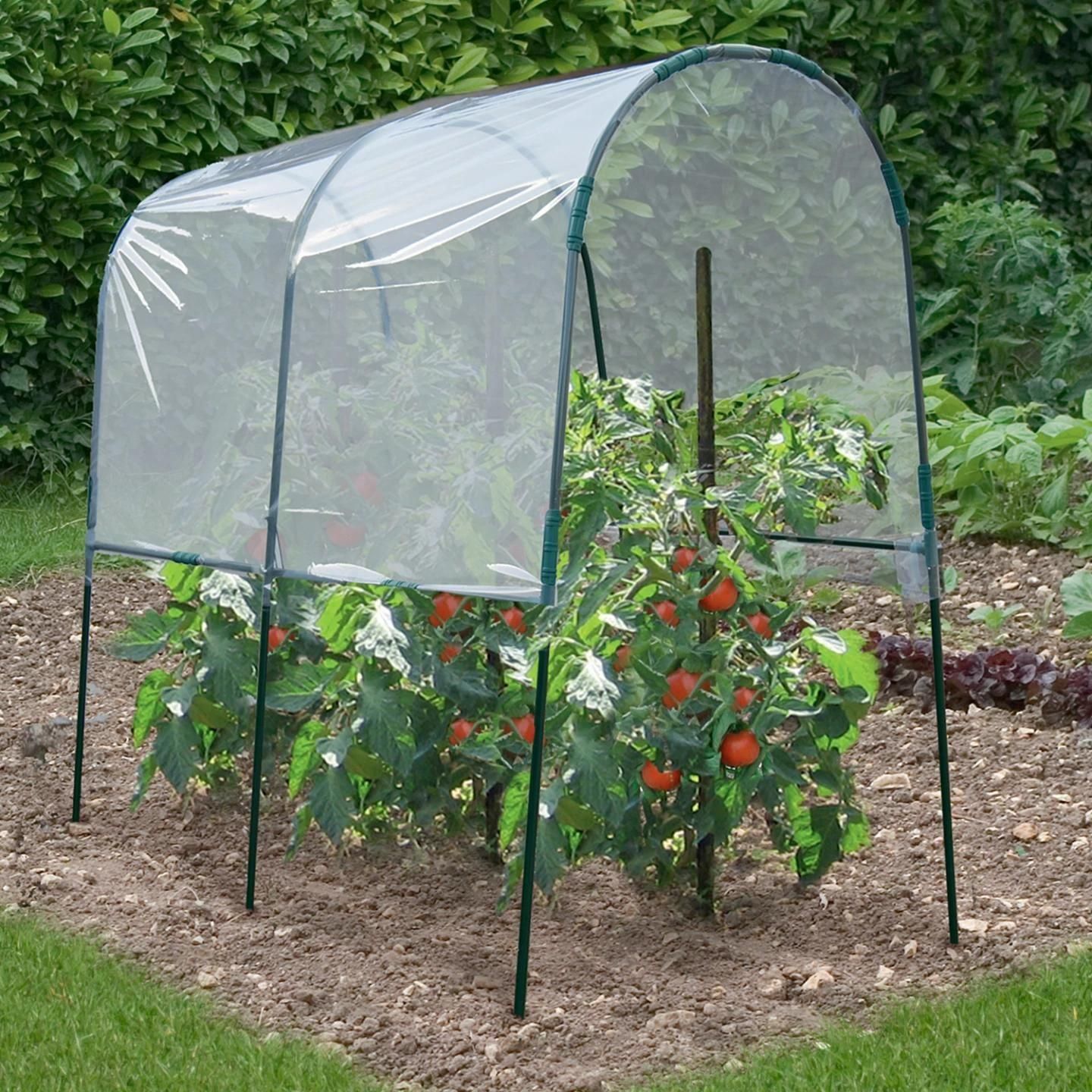 Serre � Tomates 2 M