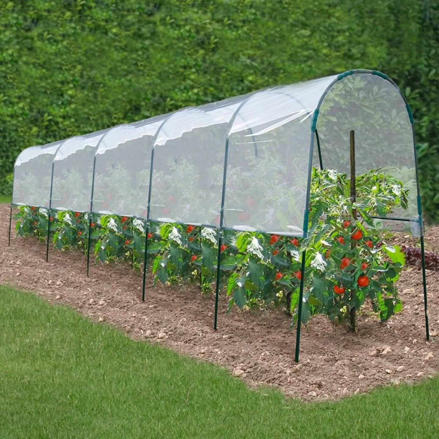Serre � Tomates 6 M