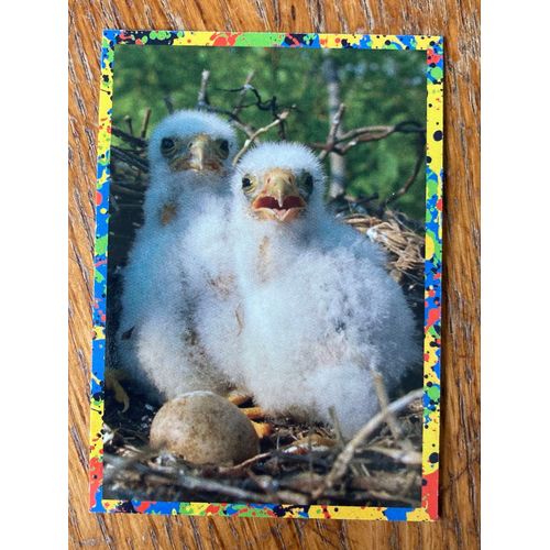 (4009) Image Panini 85 Le Monde Des Animaux Mille Et Une Couleurs 