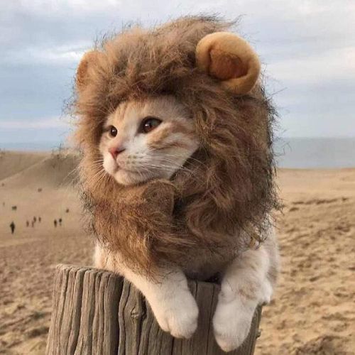 Lion Mane Costume Pour Chat Et Chien Drôle Cosplay Cosplay Wig Cap