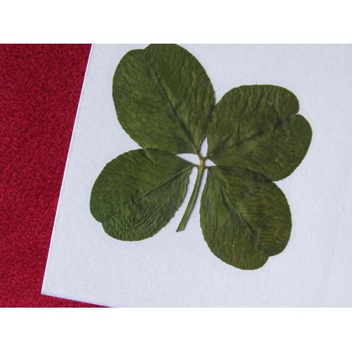 Véritable Trèfle À 4 Feuilles Real Four Leaf Clouver