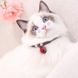 Collier Pour Chat De Style Japonais Avec Cloche, Nylon Avec Chaîne D¿Extension Accessoires D¿Alimentation Pour Animaux De Compagnie (Rouge)