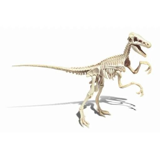 Science & Jeu Laboratoire Archéo Ludic - Vélociraptor - 4
