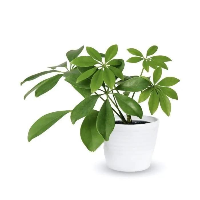 Or Brun Terreau Plantes Vertes 4l - 4
