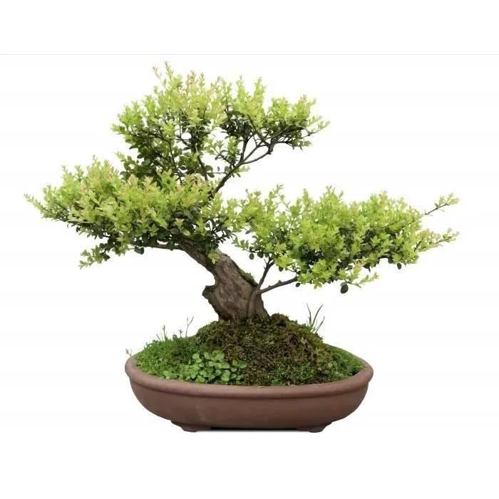 Or Brun Terreau Bonsai 4l - 2