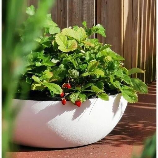 Riviera - Coupe Pot De Fleurs - Granit D40 - Blanc - 2