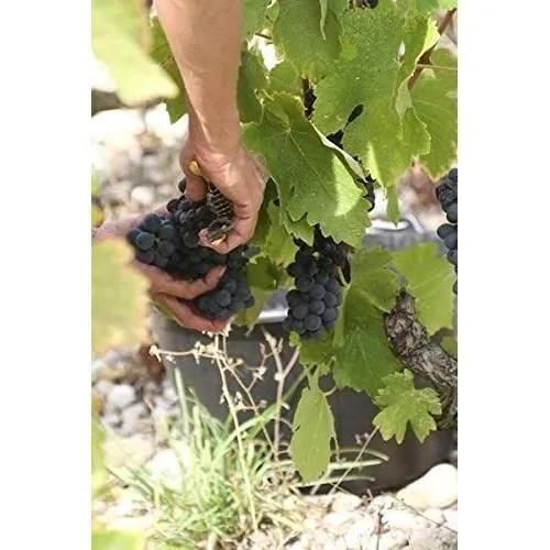 Cave De Tain Le Bonheur Collines Rhodaniennes Syrah - Vin Rouge De La Vall... - 2