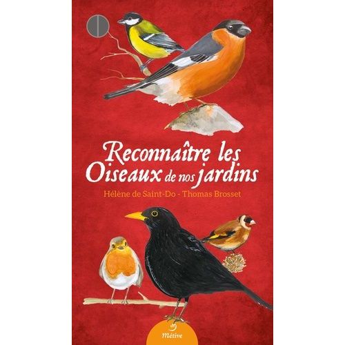Reconnaître Les Oiseaux De Nos Jardins
