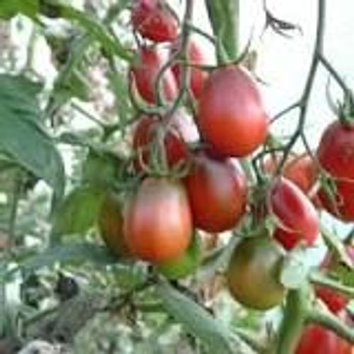 Tomate Prune 30 Graines