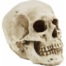 Modèle d'anatomie du squelette humain Taille réelle 181,5 cm Modèle  pédagogique