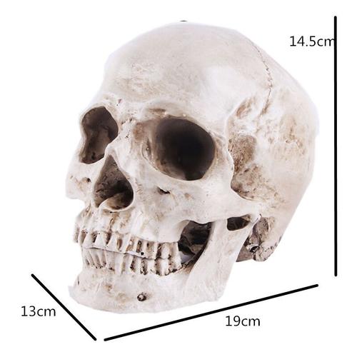 Modèle de crâne anatomique - Crâne humain en résine réaliste - Vie