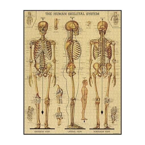 Puzzle 1000 Pi�ces Cavallini - Skeletal System Squelette - 3