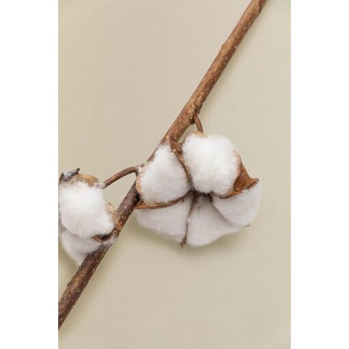 Lot De 3 Branches S�ches D�coratives Vedran Blanc - 3