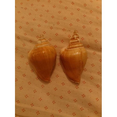 Lot De 2 Petits Coquillages Beiges/Blancs Vintage Années 70.