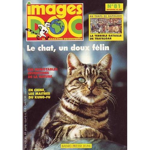Image Doc N° 81 : Le Chat Un Doux Felin
