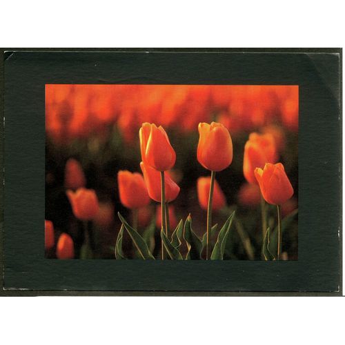 Carte Postale Nederland, Paul C., Pet "Tulpen"