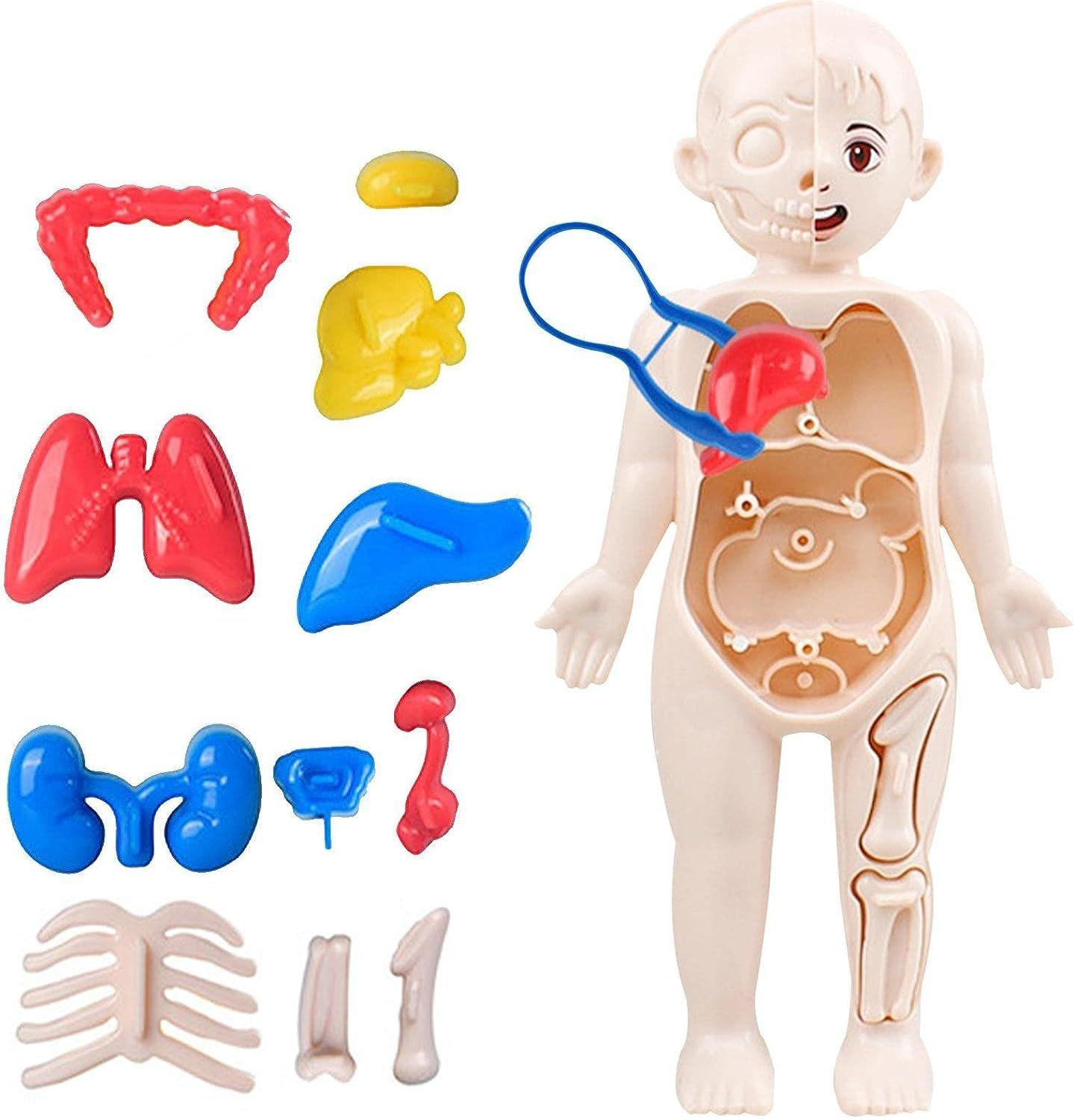 Corps humain Torse Organes amovibles Anatomie Jouets de bricolage Pour  enfants Outil de laboratoire Organe corporel Pour la science Démonstration  Outils d'enseignement