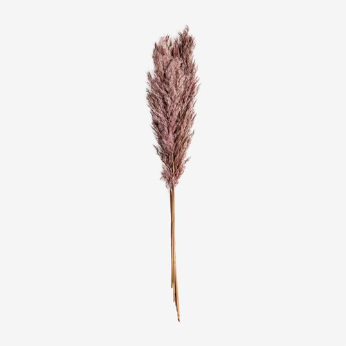 Pack De 5 Branches Séchées Décoratives Dagrai Rose Mauve Pâle